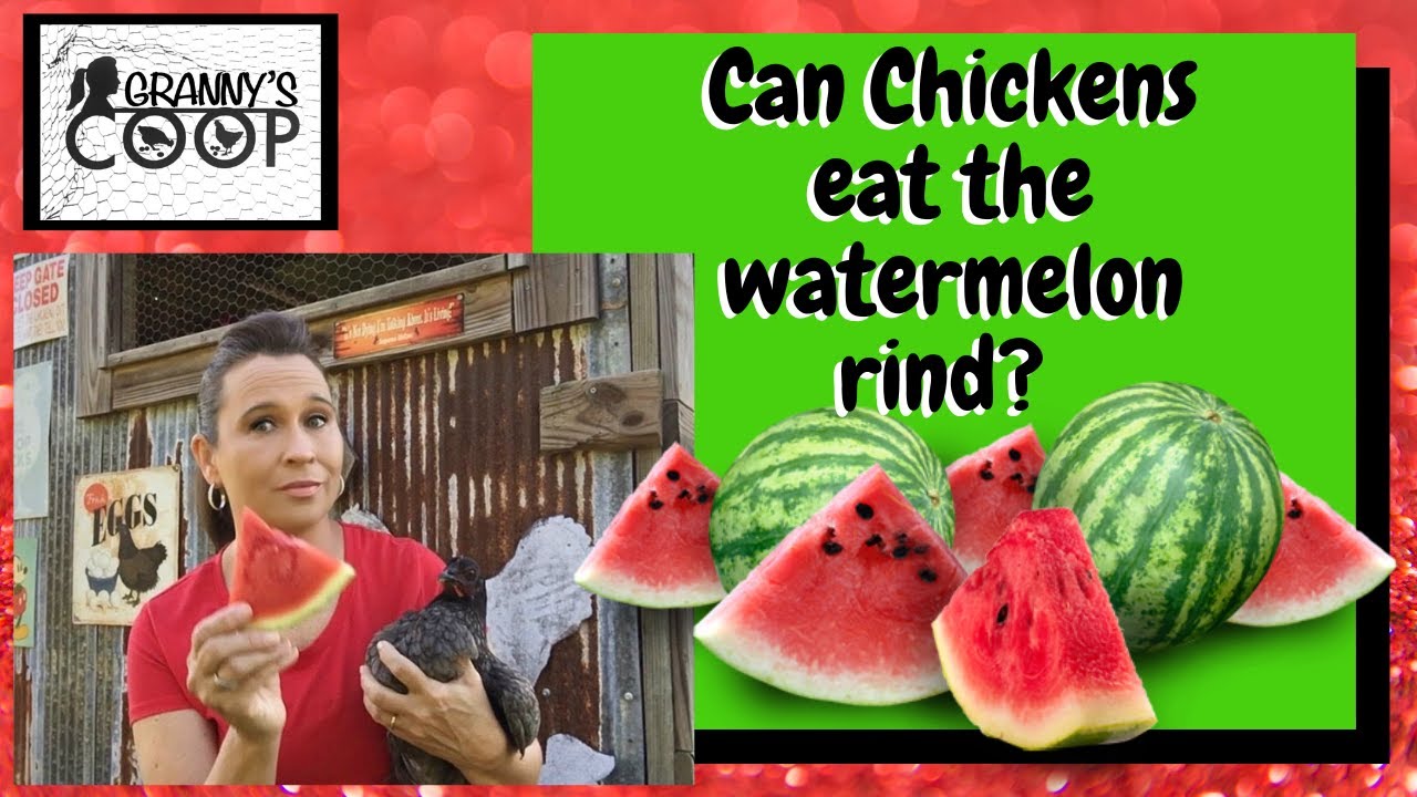 Can Chickens eat the Watermelon rind? 🍉🐓 YouTube