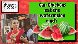Can Chickens eat the Watermelon rind