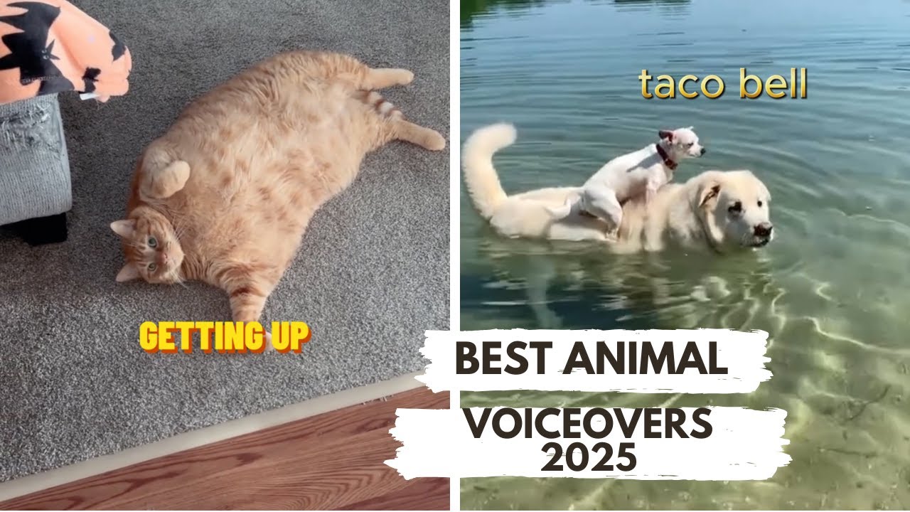 Best Animal Voiceovers (2025)