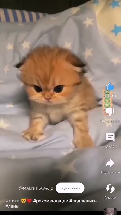 котики 🐈 ️ - YouTube