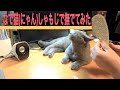 「なで猫(にゃん)しゃもじ」で撫でてみた。しゃもじ型のメリット，デメリット。