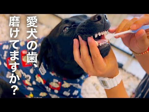 【歯磨きルーティン】愛犬の歯を上手に磨く方法！［ラブラドールレトリバー］