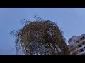 Вечерние птицы