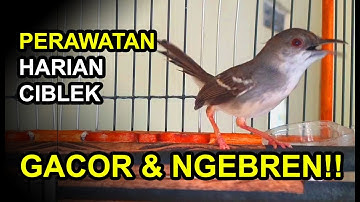3 Perawatan Harian CIBLEK Agar GACOR dan NGEBREN