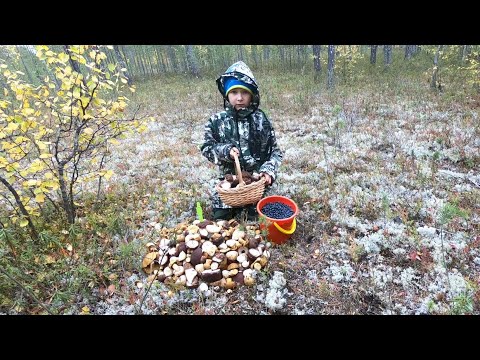 ХОРОШИЕ ГРИБЫ 2020 ПОШЛИ В НАШЕМ ОГОРОДЕ! ОТЛИЧНАЯ КЛЁВАЯ ГРИБАЛКА В СЕВЕРНОМ ЛЕСУ! ГРИБНОЙ УРОЖАЙ!