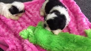 Shih tzu male - black and white available call 832-892-2366