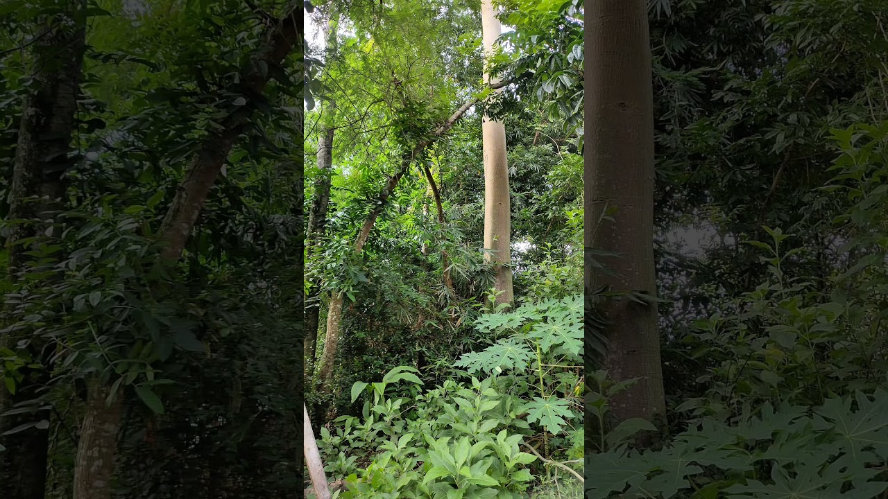 Calm Evening Nature Sounds in a Rural Village