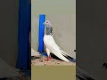 Golden Kabootar Pigeon Video