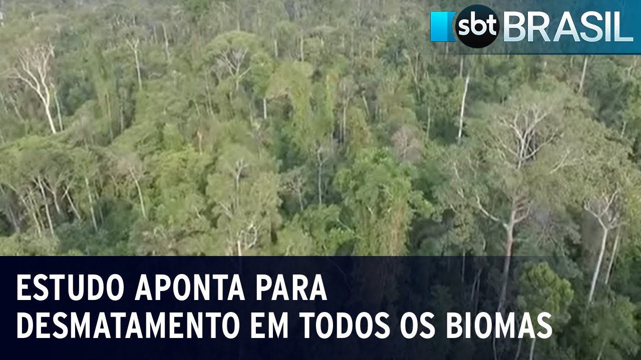Brasil perde 15% de florestas naturais em 4 décadas | SBT Brasil (20/10/23)