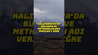 Dünyanın En Yaşlı Ağacı