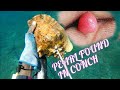 LARGE PEARL FOUND IN CONCH epic conch catch N cook