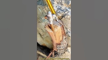 Grafting grape vine tree very easy #graft #viral