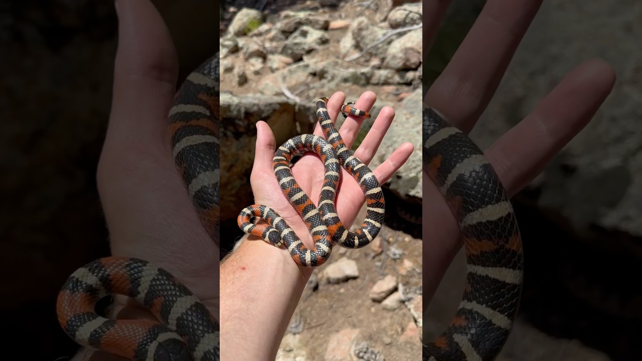 Utah Mountain Kingsnake & Great Basin Rattlesnake