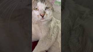 Monalisa ne btaayi sacchayi 😍❤️ #viralvideo #catlove #catlife #catvideos #catvideo #petlover