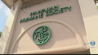 Horrific Video Of Man Throwing Cat Off Balcony Under Investigation