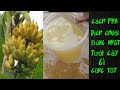 Cách Pha Dịch Chuối Chuẩn Nhất Tưới Cây Gì Cũng Tốt
