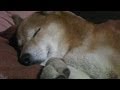 柴犬ジロー　柴犬と田舎暮らし7　Shiba Inu