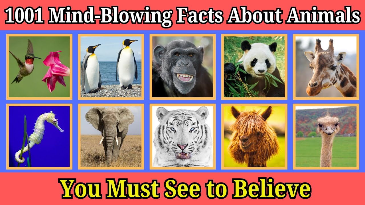 Did You Know? 1001 Amazing Animal Facts That Will Shock You! - YouTube