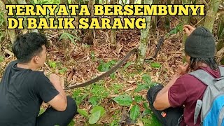 Simun King dan Sahabat Alam rescue King cobra di hutan bambu dekat pemukiman warga
