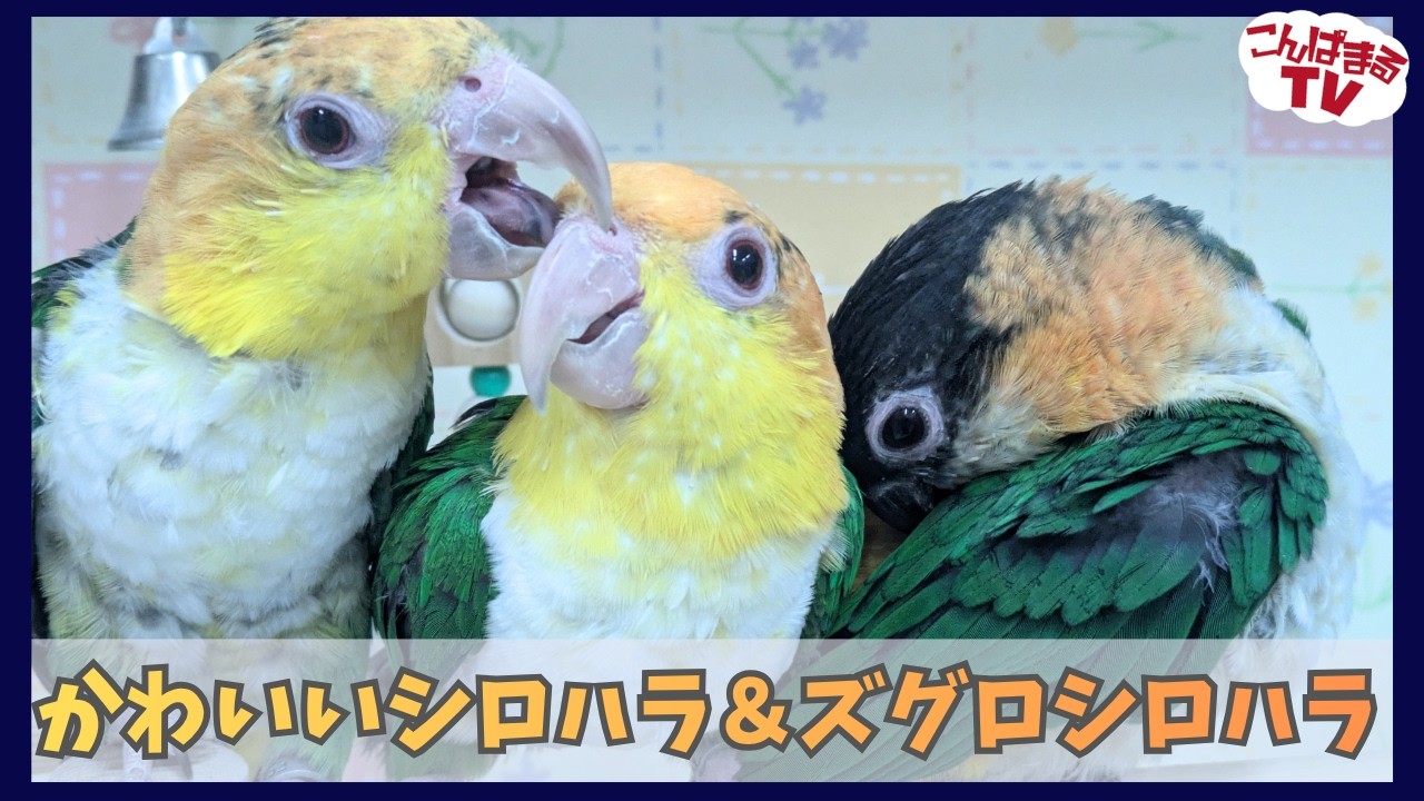 Konpamaru TV] Kitakyushu Store #28 Cute White-bellied Caique