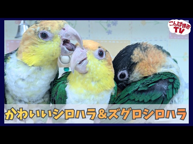 Konpamaru TV] Kitakyushu Store #28 Cute White-bellied Caique