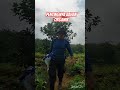 pemberian bahan organik penting untuk menjaga kesuburan tanah #video #farmingtips#viral#shorts#fyp