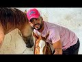 Nathan Queiroz Mostrando Como Se Doma Um Cavalo De Vaquejada