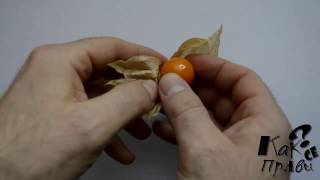 Как вы едите физалис Physalis sp. Как вы едите физалис Physalis sp.