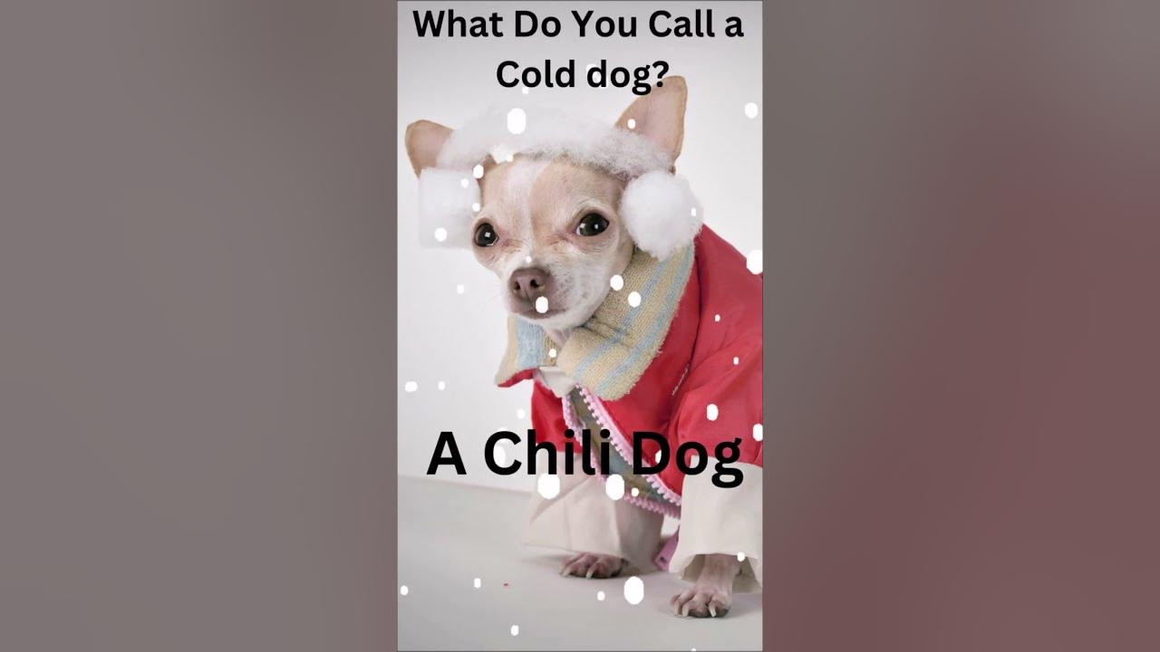 What Do You call A cold Dog? YouTube