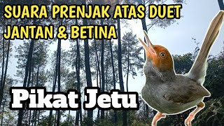 Download Lagu SUARA PRENJAK ATAS ( KEPALA MERAH) JANTAN \u0026 BETINA UNTUK PIKAT JETU MP3 Download Lagu SUARA PRENJAK ATAS ( KEPALA MERAH) JANTAN \u0026 BETINA UNTUK PIKAT JETU MP3