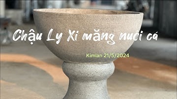 Chậu Ly Xi Măng Nuôi Cá Trồng Sen Nước Cảnh Kim Lan Hà Nội