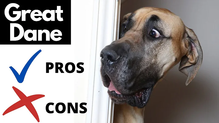Great Dane Pros And Cons | The Good AND The Bad!!