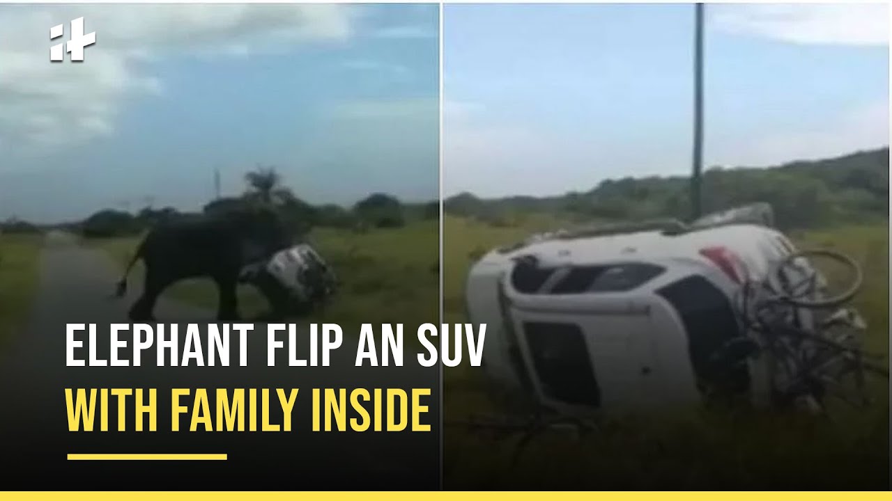 Elephant Flip An SUV With Family Inside YouTube