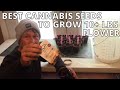 Use these cannabis seeds to grow 10 pounds of flower  bed prep