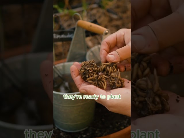 How to Plant Ranunculus Corms #cutflowergarden
