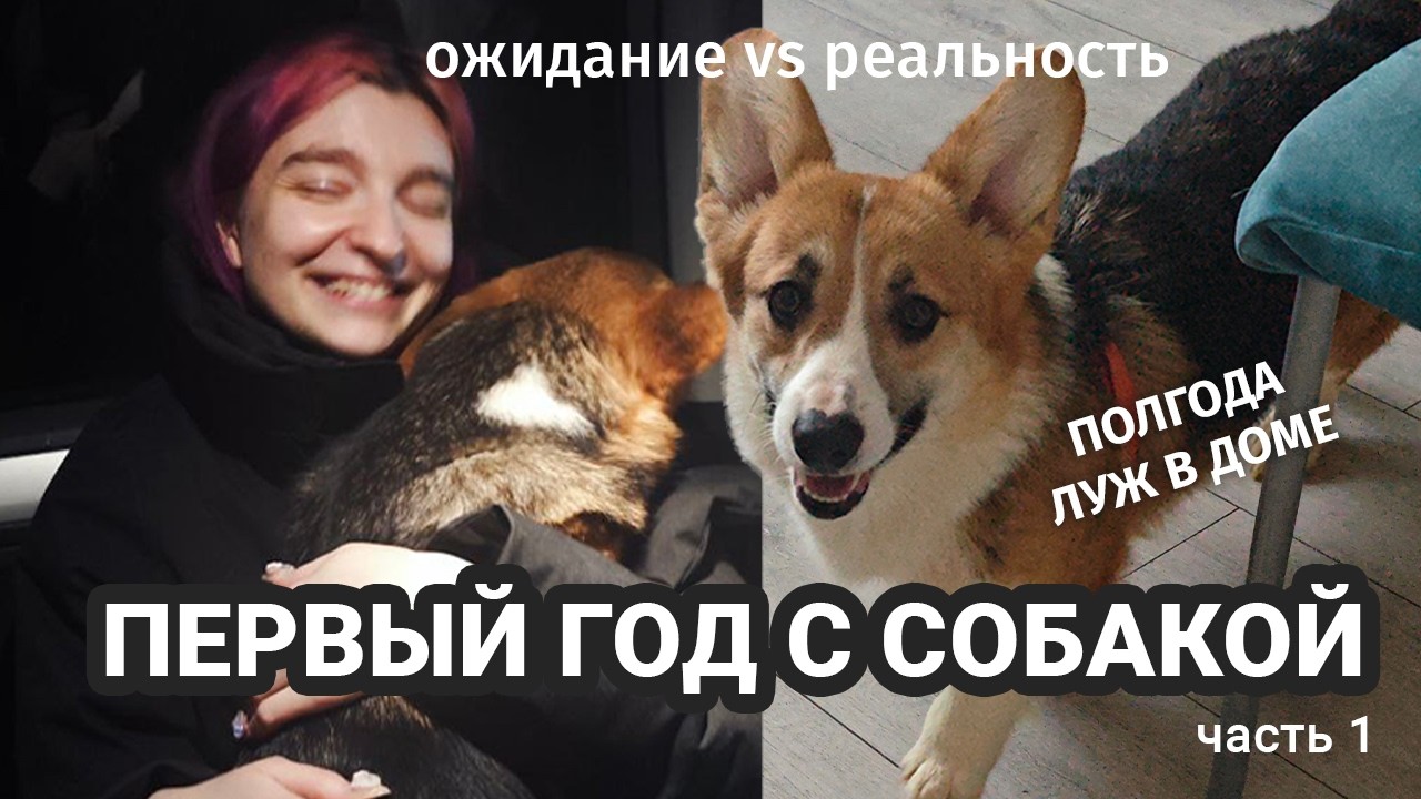 Первый год с собакой: история появления, туалет и охранный лай