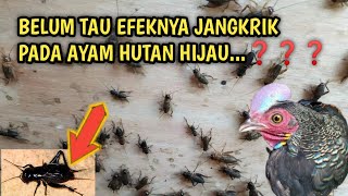 KALIAN HARUS TAU⁉️EFEK JANGKRIK PADA AYAM HUTAN  ❗‼️❗ @Mas_irul