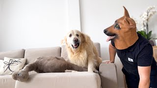 How a Golden Retriever Reacts to Me in German Shepherd Mask by Funny Dog Bailey 99,007 views 3 months ago 1 minute, 51 seconds