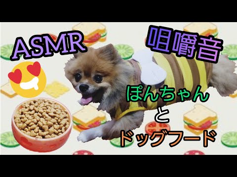 【ASMR】ドッグフードを食べている(ポンちゃん)です　　咀嚼音　ポメラニアン　#ポメラニアン #ASMR#asmr#咀嚼音　cute dog 【eating sounds】2020年8月10日