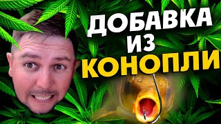 Готовим добавку для рыбалки из конопли. Готовим добавку для рыбалки из конопли.