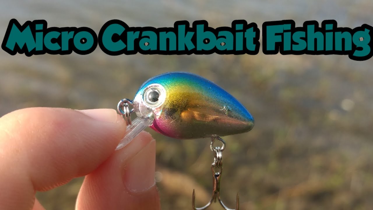 Micro Crankbait Largemouth Bass and Mayan Cichlids YouTube