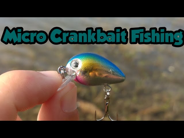Micro Crankbait Largemouth Bass and Mayan Cichlids 