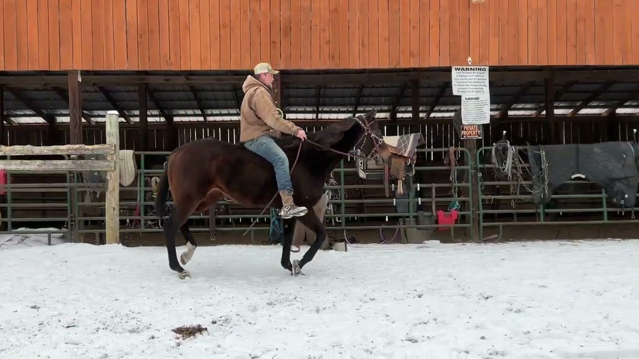119-гнедая кобыла чистокровной породы, с клеймом, рост 16.1HH, цена 1250 долларов + 40 тестов Ког...