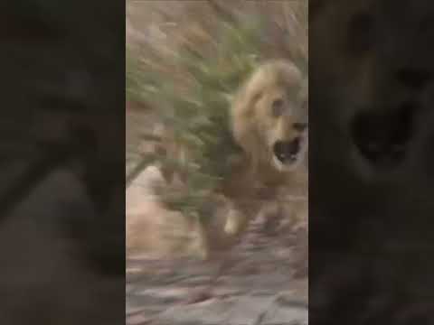 LION CHARGES HUNTER AND ALMOST KILLS HIM!!!!