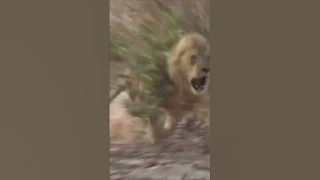 LION CHARGES HUNTER AND ALMOST KILLS HIM!!!!