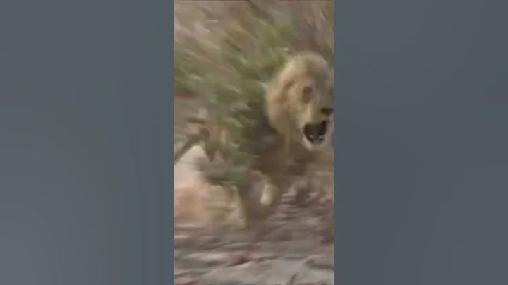 LION CHARGES HUNTER AND ALMOST KILLS HIM!!!! - DayDayNews