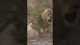 LION CHARGES HUNTER AND ALMOST KILLS HIM!!!! screenshot 5