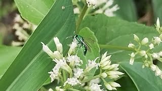 ABELHA-VERDE NA FLOR DE GUACO-VERDADEIRO