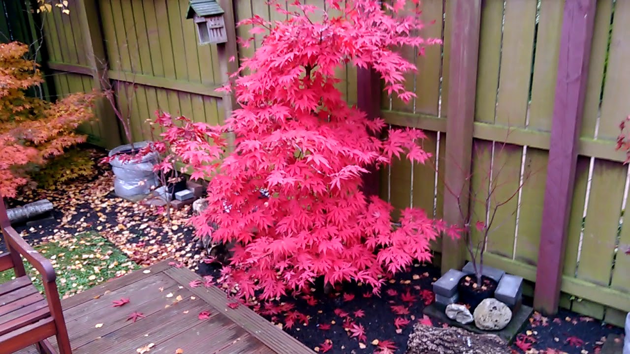 Acer Osakazuki - In Fall (part 5 of 6)