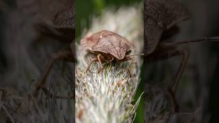 macro photography #insects #macroperfection #nature
